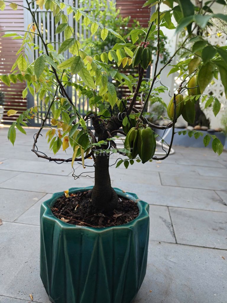 Cây khế Bonsai chậu Xanh ngọc. Mua bán Cây cảnh, đồ trang trí tại Thành phố Biên Hòa Đồng Nai được đăng bởi Võ Nguyễn Dương Phong hình 1