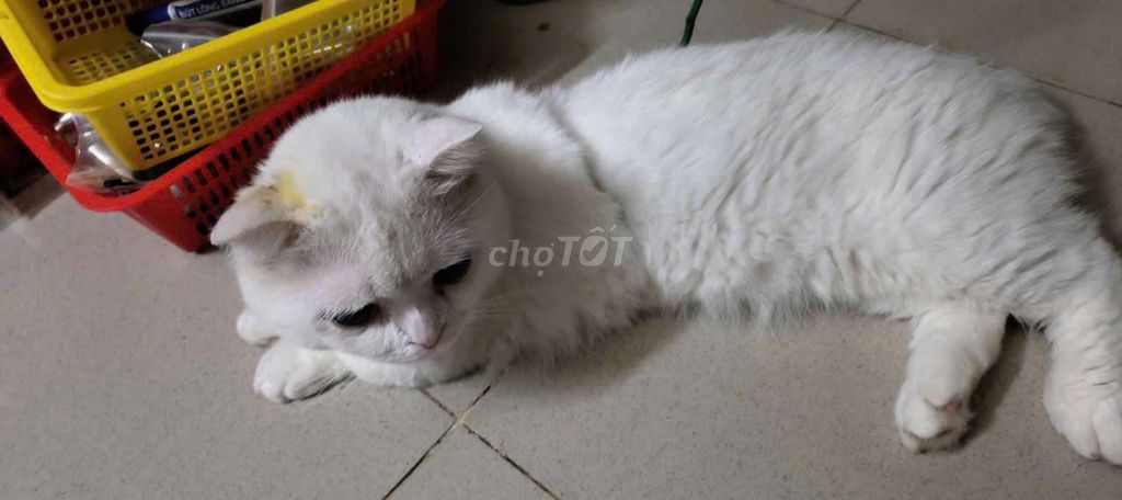 Mèo anh lông ngắn chân ngắn tai cụp. Mua bán Mèo tại Quận 11 Tp Hồ Chí Minh được đăng bởi anh Cẩm hình 1