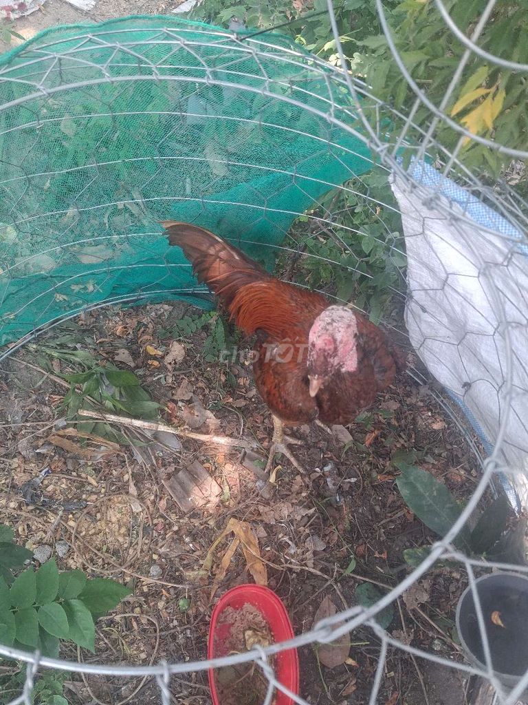 Gà giống nhiều màu Đực Cái. Mua bán Gà tại Huyện Hòa Vang Đà Nẵng được đăng bởi Sẽ May Mắn Hơn hình 1