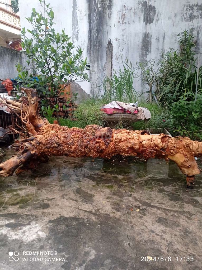 Gỗ lũa Gỗ mít tự nhiên trang trí. Mua bán Đồ sưu tầm, đồ cổ tại Huyện Văn Lâm Hưng Yên được đăng bởi Tuấn anh hình 1