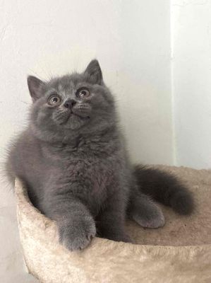 Mèo ALN xám xanh thuần chủng 2 tháng tuổi