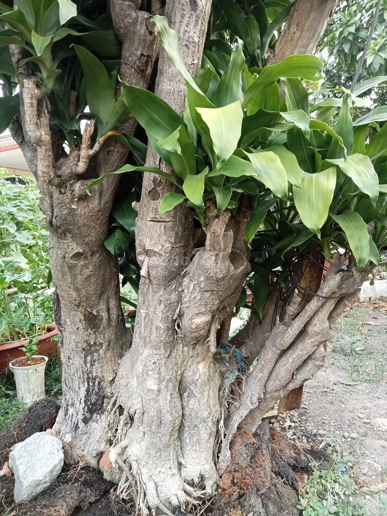 Tặng 3 gốc phát tài. Mua bán Cây cảnh, đồ trang trí tại Thị xã Tân Uyên Bình Dương được đăng bởi Văn hình 1