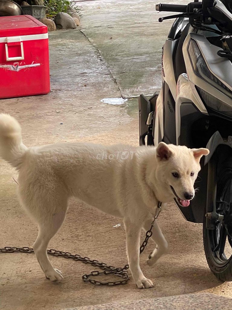 Chó Jindo Hàn Quốc cái hơn 1 tuổi. Mua bán Chó tại Thị xã Phú Mỹ Bà Rịa - Vũng Tàu được đăng bởi lê vy hình 1
