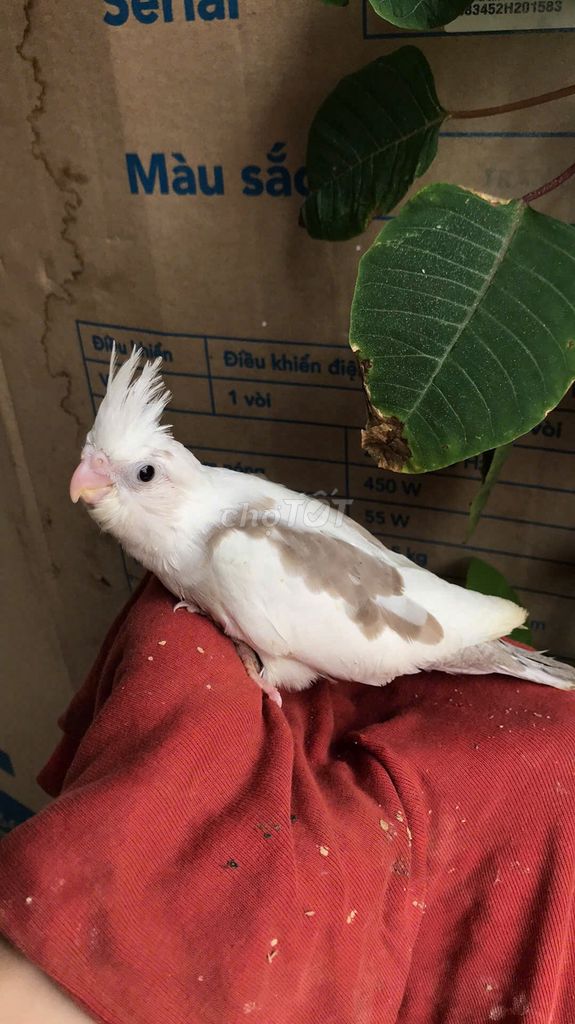 Vẹt mào Cockatiel đẹp