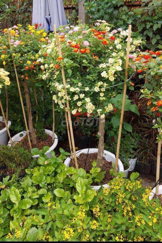 Cây ngũ sắc siêu bông🙂. Mua bán Cây cảnh, đồ trang trí tại Huyện Hóc Môn Tp Hồ Chí Minh được đăng bởi Quốc Đạt hình 1