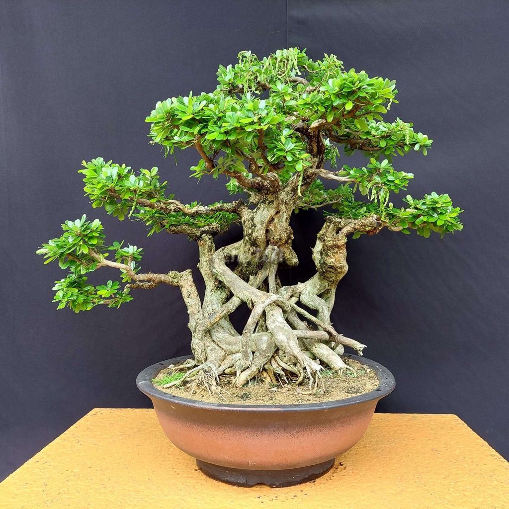 Cây cảnh Linh sam bonsai 52cm. Mua bán Cây cảnh, đồ trang trí tại Quận Hải Châu Đà Nẵng được đăng bởi Trần Xuân Dương hình 1