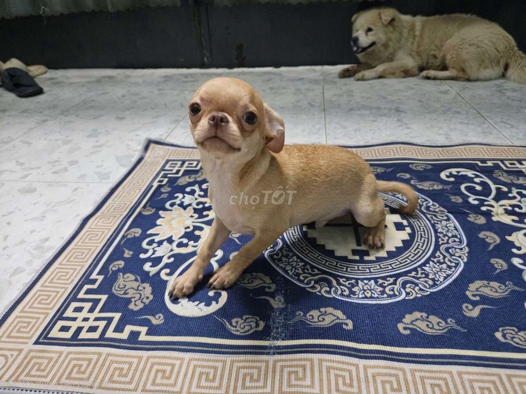 Chó Chihuahua tìm chủ yêu. Mua bán Chó tại Quận 4 Tp Hồ Chí Minh được đăng bởi Hải Đăng Nguyễn Trường hình 1