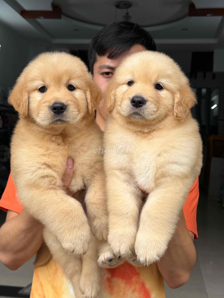Chó Golden Retriever Thông Minh, Mõm Hộp. Mua bán Chó tại Quận Liên Chiểu Đà Nẵng được đăng bởi DC PETHOUSE hình 1