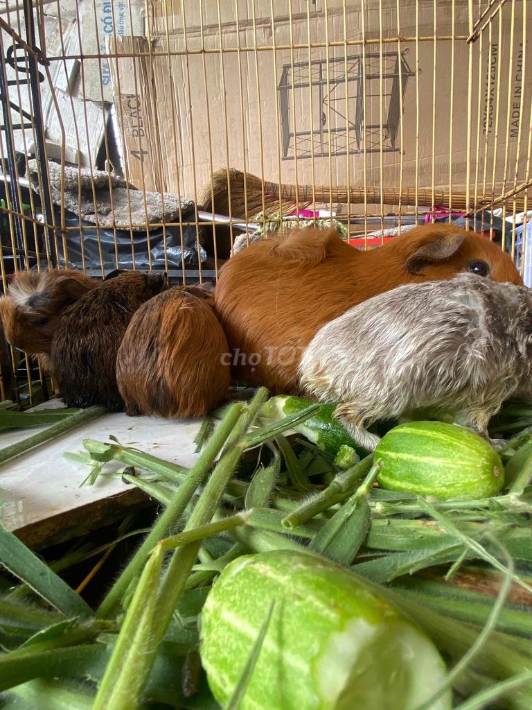 Bọ ú 8 con. Mua bán Thú cưng khác tại Huyện Châu Phú An Giang được đăng bởi Gia Hào Trương hình 1