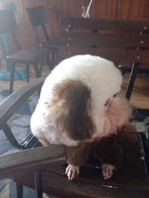 đực 15 tháng vừa tạo fom cắt tĩa hôm qua. Mua bán Chó tại Quận Cái Răng Cần Thơ được đăng bởi Tài Beo