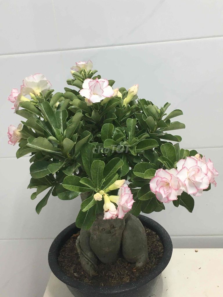 sứ ghép. Mua bán Cây cảnh, đồ trang trí tại Quận 7 Tp Hồ Chí Minh được đăng bởi Nga Trần hình 1