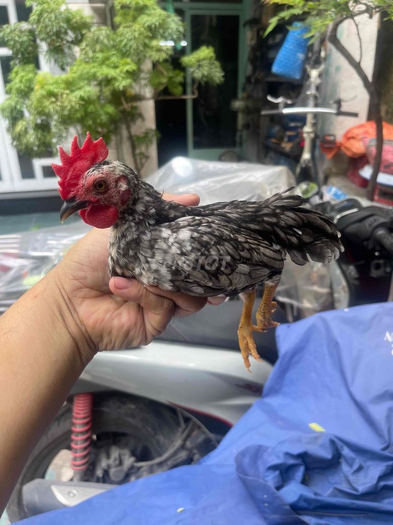 Gà cảnh trống xám 9 tháng. Mua bán Gà tại Quận 7 Tp Hồ Chí Minh được đăng bởi lam the vinh hình 1