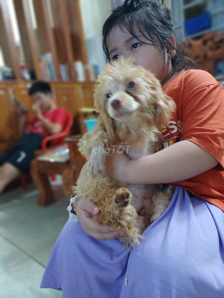 Chó Poodle Nâu vàng. Mua bán Chó tại Thành phố Thủ Đức Tp Hồ Chí Minh được đăng bởi Trươngkieu  hình 1