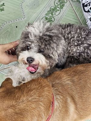 Chó Poodle đực 5 tháng
