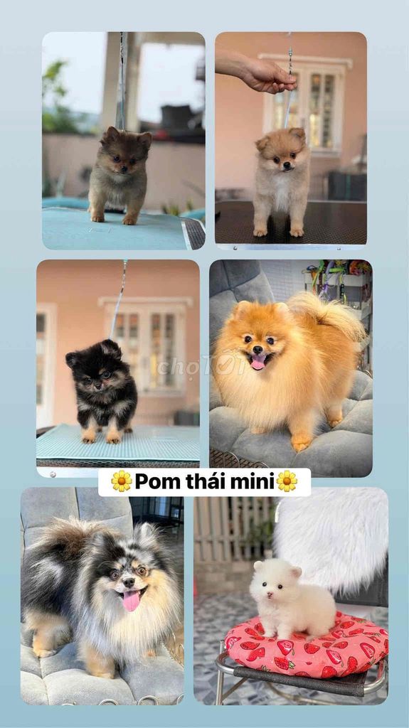 Chó Phốc Sóc Mini nhiều màu. Mua bán Chó tại Quận Ninh Kiều Cần Thơ được đăng bởi Mẫnn Mẫnn hình 1