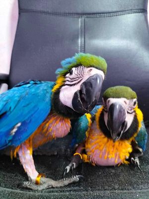Vẹt nam mỹ macaw blue and gold chim non đút bột