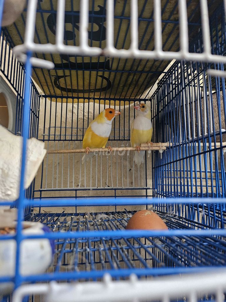 chim 7 màu ăn hạt. Mua bán Chim tại Quận 3 Tp Hồ Chí Minh được đăng bởi Tiến đạt hình 1