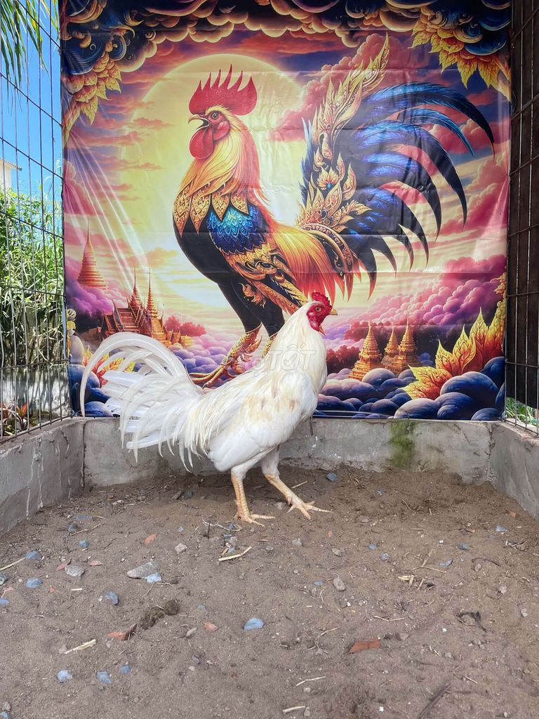 Gà bướm Thái Mỹ trống Trắng. Mua bán Gà tại Thị xã Vĩnh Châu Sóc Trăng được đăng bởi FARM Thiện Sóc Trăng  hình 1
