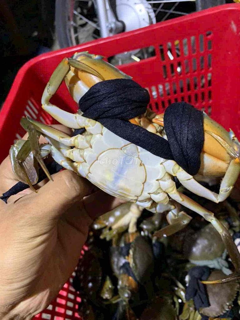 Cua Nhà Vườn Cà Mau. Mua bán Đồ ăn, thực phẩm và các loại khác tại Thành phố Thuận An Bình Dương được đăng bởi Đoàn Chí Nguyện hình 1