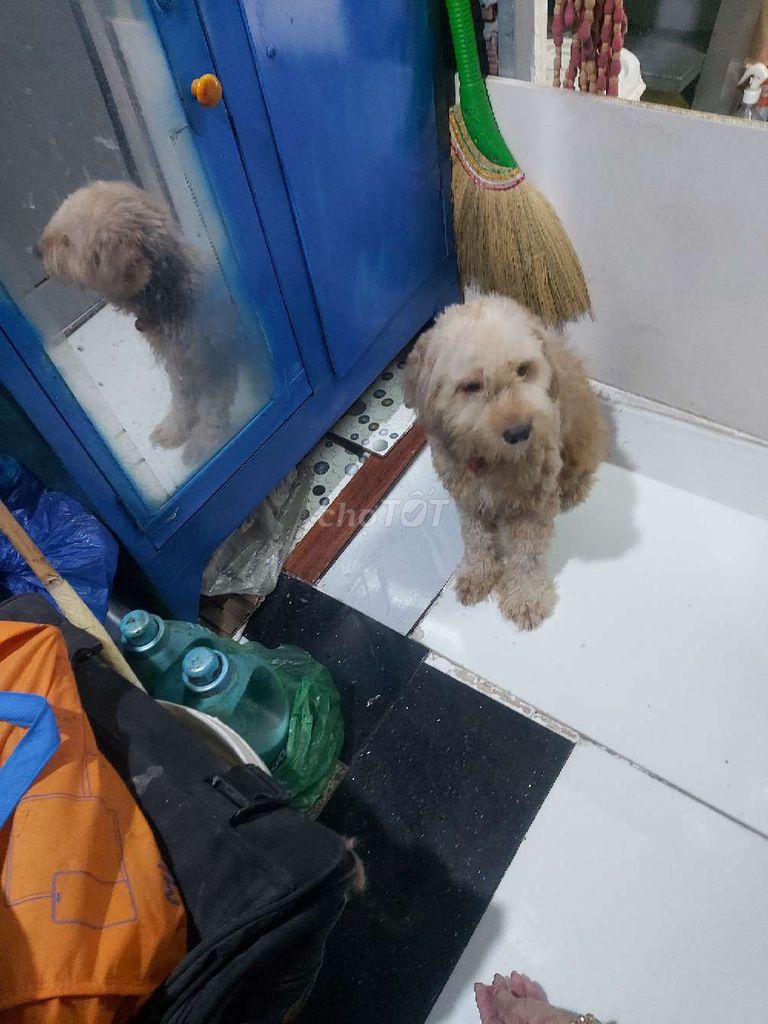 2 bé cún lai 1 bé lai nhật cái,1 bé lai poodle đực