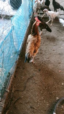 Cần tìm chủ mới cho e mái đẻ 2lua. Mua bán Gà tại Thành phố Hà Tiên Kiên Giang được đăng bởi gray hach