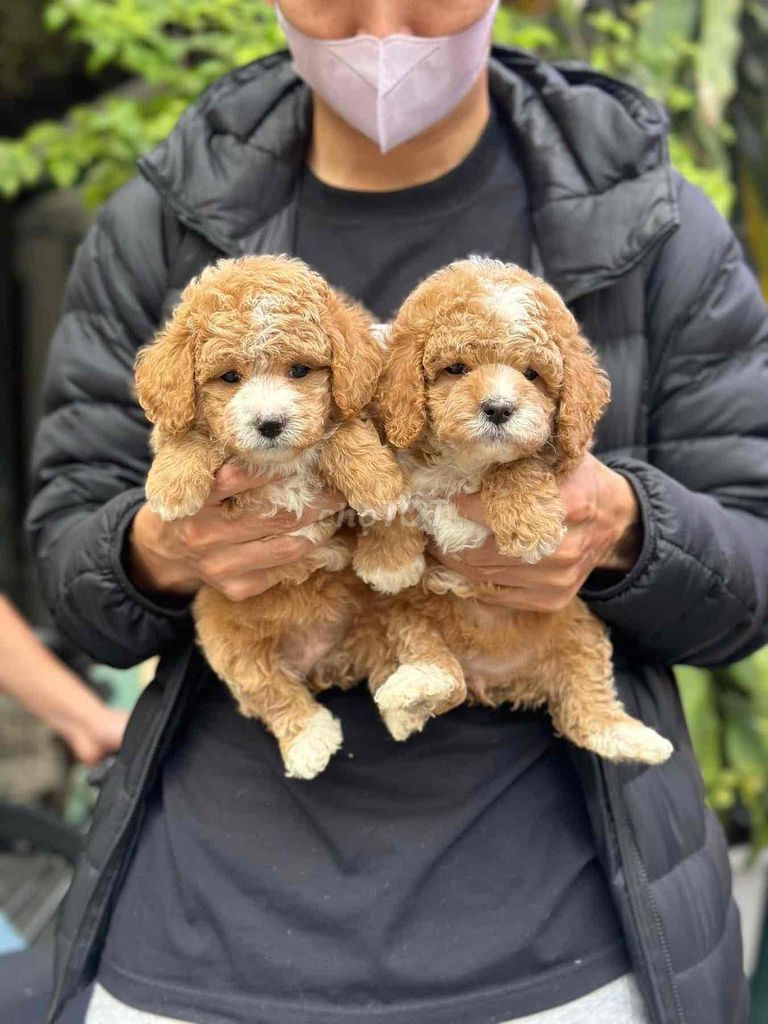 chó tini poodle 2 bé gái 2 tháng tuổi tìm chủ mới