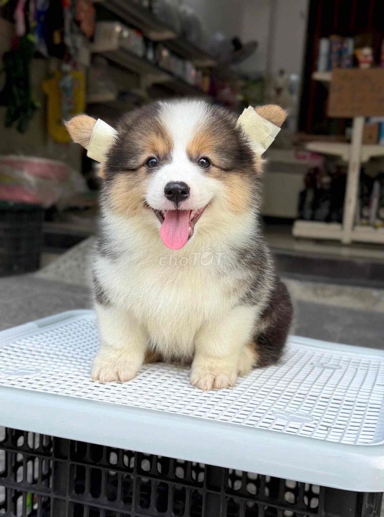 Chó Corgi đực 3 tháng tuổi. Mua bán Chó tại Thành phố Pleiku Gia Lai được đăng bởi Anh Thư hình 1