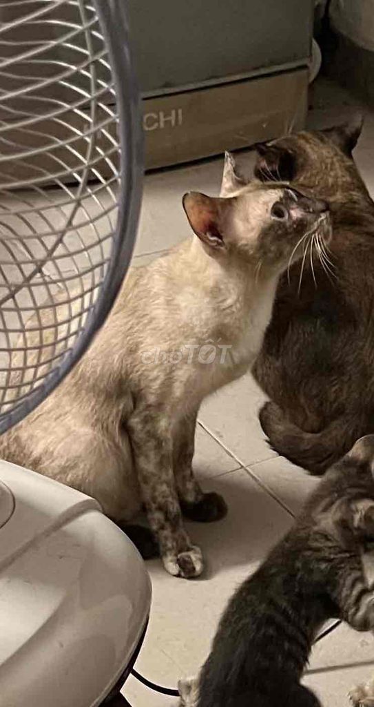 Mèo Xiêm cái Trắng. Mua bán Mèo tại Quận Tân Phú Tp Hồ Chí Minh được đăng bởi Trương Đông Quân hình 1