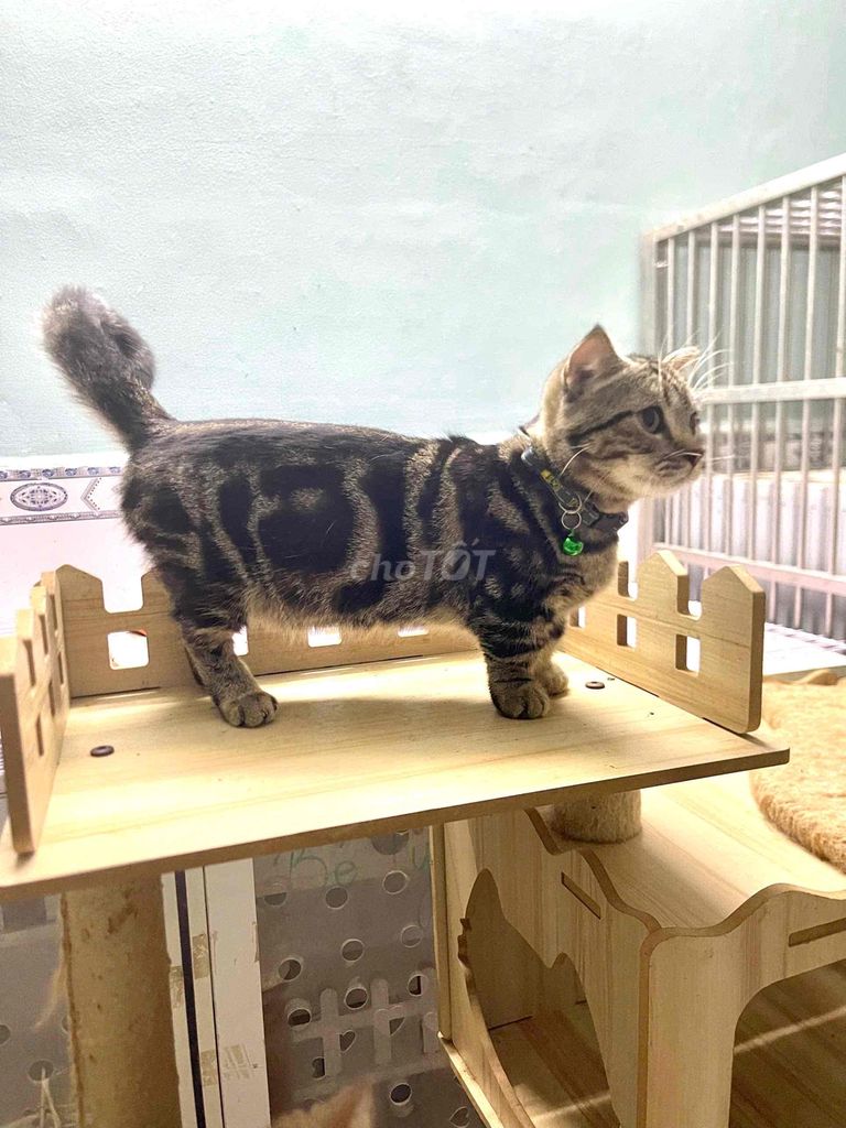MÈO TAPPY CHÂN LÙN LAI MUNCHKIN