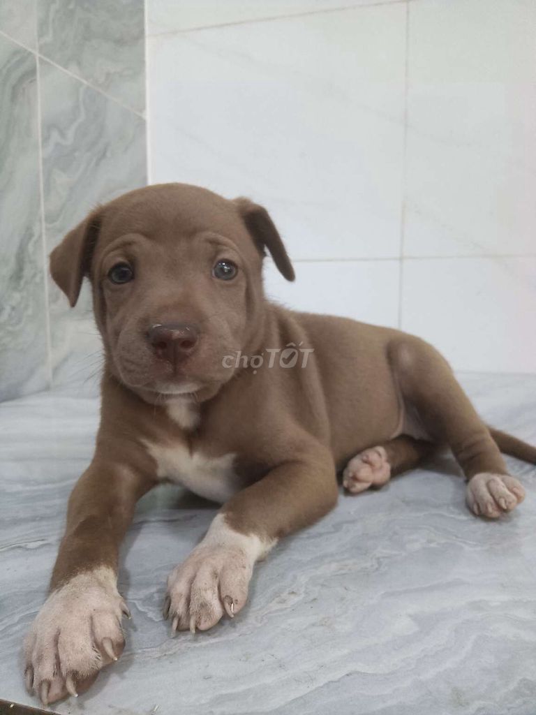 Chó Pitbull mặt nhăn giống to coi nhà giỏi . Mua bán Chó tại Quận 6 Tp Hồ Chí Minh được đăng bởi Tăng Chí Lương  hình 1
