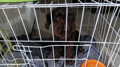 Chó Poodle Cái Nâu Thân thiện Sức khỏe Tốt