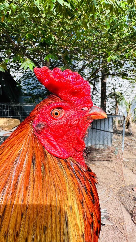 Gà que 3kg4 thanh lý.. Mua bán Gà tại Thành phố Mỹ Tho Tiền Giang được đăng bởi Chuyên Gà Nòi sanh sữa cho AE hình 1