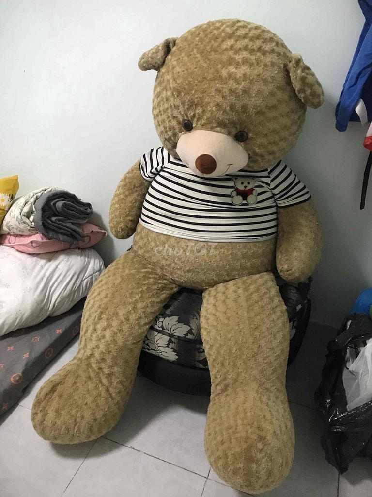 Gấu Teddy - 1m60 mới 90%