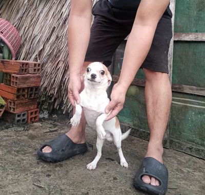 Chihuahua đực bò sữa size mini 11 tháng. Mua bán Chó tại Huyện Vĩnh Thuận Kiên Giang được đăng bởi An 