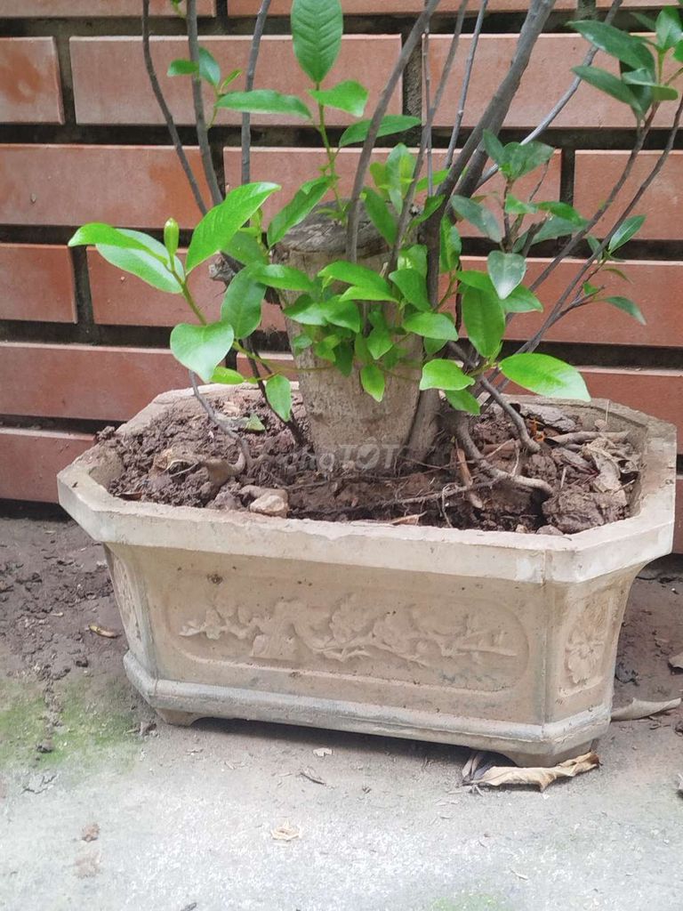 Cây si giả đá cao 50cm chậu 40x30x29cm búp đỏ. Mua bán Cây cảnh, đồ trang trí tại Quận Hoàng Mai Hà Nội được đăng bởi Nguyễn Minh Thoa hình 1
