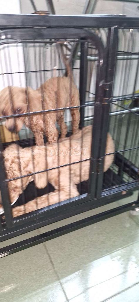 Mua 2 bé tặng lồng như hình. Mua bán Chó tại Huyện Long Thành Đồng Nai được đăng bởi Rio huỳnh nhân hình 2