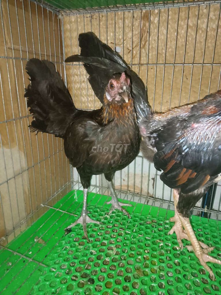 Gà giống nhỏ cái 1 tháng. Mua bán Gà tại Quận 6 Tp Hồ Chí Minh được đăng bởi rin hình 1