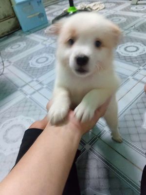 Cho phốc sóc lai . Chó nhỏ giá rẻ . Lh***. Mua bán Chó tại Thành phố Thủ Đức Tp Hồ Chí Minh được đăng bởi Huyen Tran