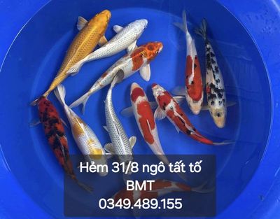 Cá koi chép chỉ có ở bmt. Mua bán Thú cưng khác tại Thành phố Buôn Ma Thuột Đắk Lắk được đăng bởi Cá Cảnh Bá Phong BMT