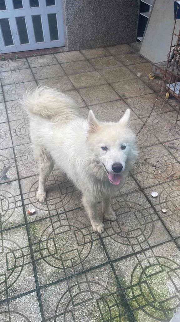 Chó Samoyed Cái màu Trắng. Mua bán Chó tại Huyện Mỏ Cày Bắc Bến Tre được đăng bởi lê thiên hình 1