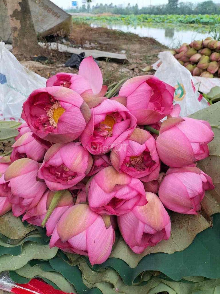 Trà ướp sen Thái Nguyên hương mặn Túi hút chân khô. Mua bán Đồ ăn, thực phẩm và các loại khác tại Quận Tây Hồ Hà Nội được đăng bởi Đào thanh Hải hình 1