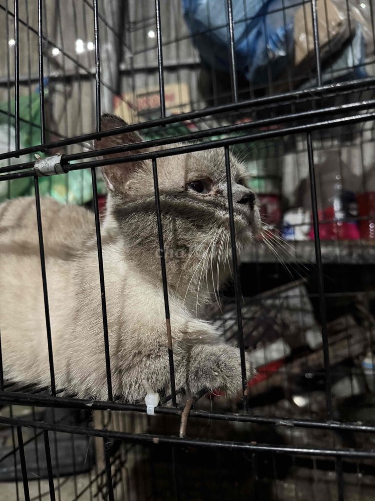 Mèo Hima lông ngắn chân lùn đực chưa thiến