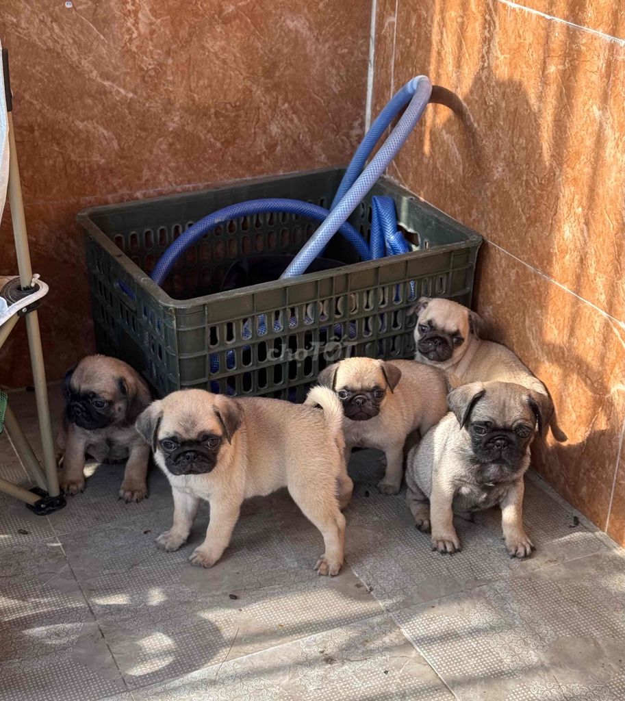 pug mặt xệ tại 22 nhơn hoà 9. Mua bán Chó tại Quận Cẩm Lệ Đà Nẵng được đăng bởi Anh Pet Shop hình 2