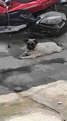 Cần Bán,  em là giống cái. Mua bán Chó tại Huyện Bình Chánh Tp Hồ Chí Minh được đăng bởi Vương 
