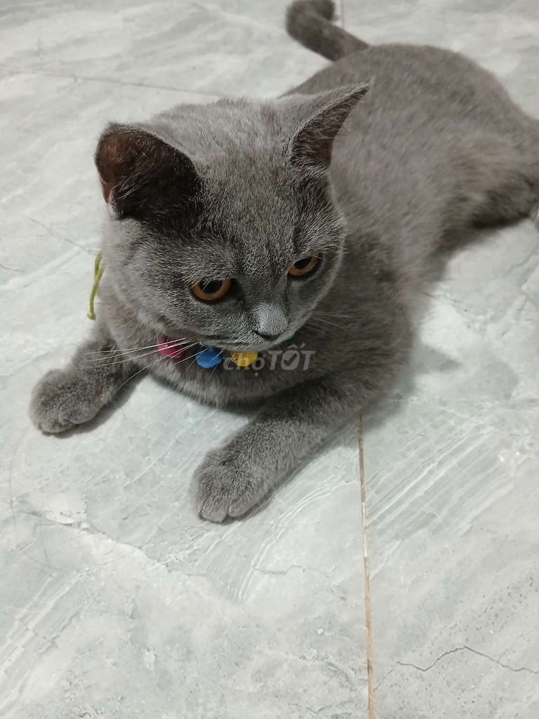 Mèo cảnh màu Xám. Mua bán Mèo tại Huyện Bình Chánh Tp Hồ Chí Minh được đăng bởi Khánh Nguyễn hình 1