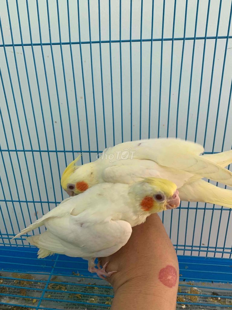 pet Cockatiel vẹt Mã Lai đút bột mập ú