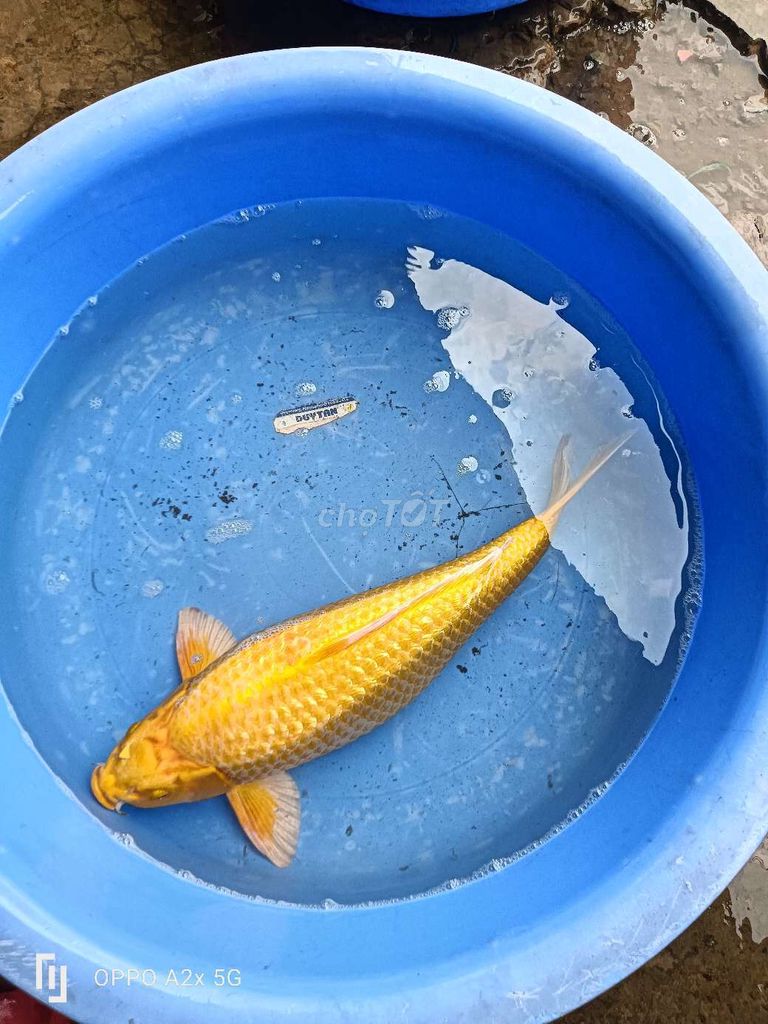 cá Koi đa dạng . Mua bán Thú cưng khác tại Quận 7 Tp Hồ Chí Minh được đăng bởi Bé Lùn hình 1