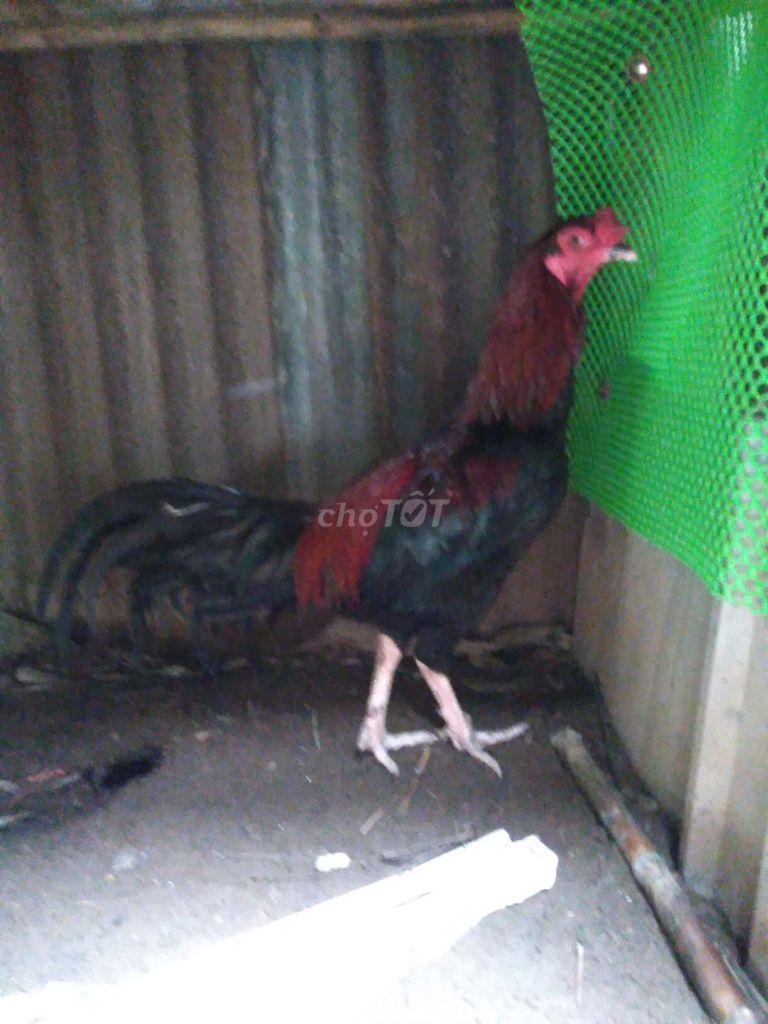 Gà chọi 2.9kg trống Đen đỏ. Mua bán Gà tại Huyện Phong Điền Cần Thơ được đăng bởi Ký cần Thơ  hình 1