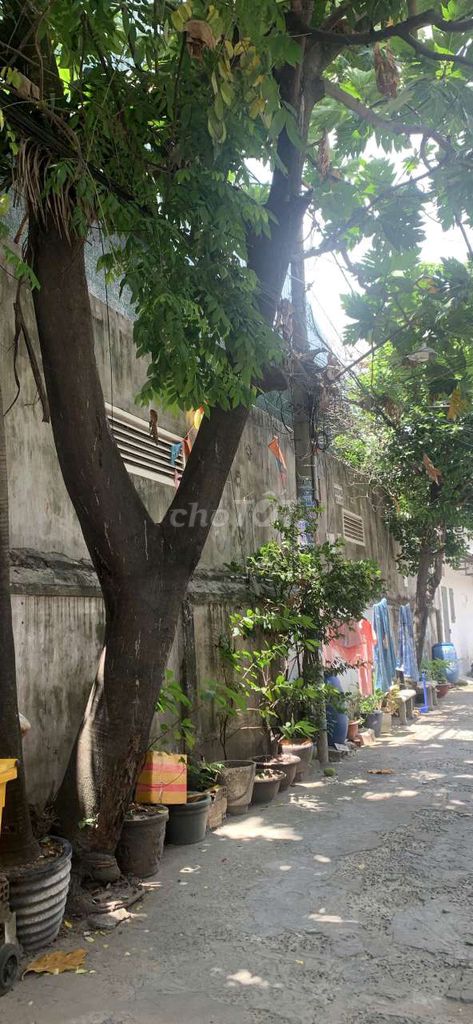 Cây sa kê khỏe mạnh sai quả. Mua bán Cây cảnh, đồ trang trí tại Quận 12 Tp Hồ Chí Minh được đăng bởi Mr Hòa hình 1