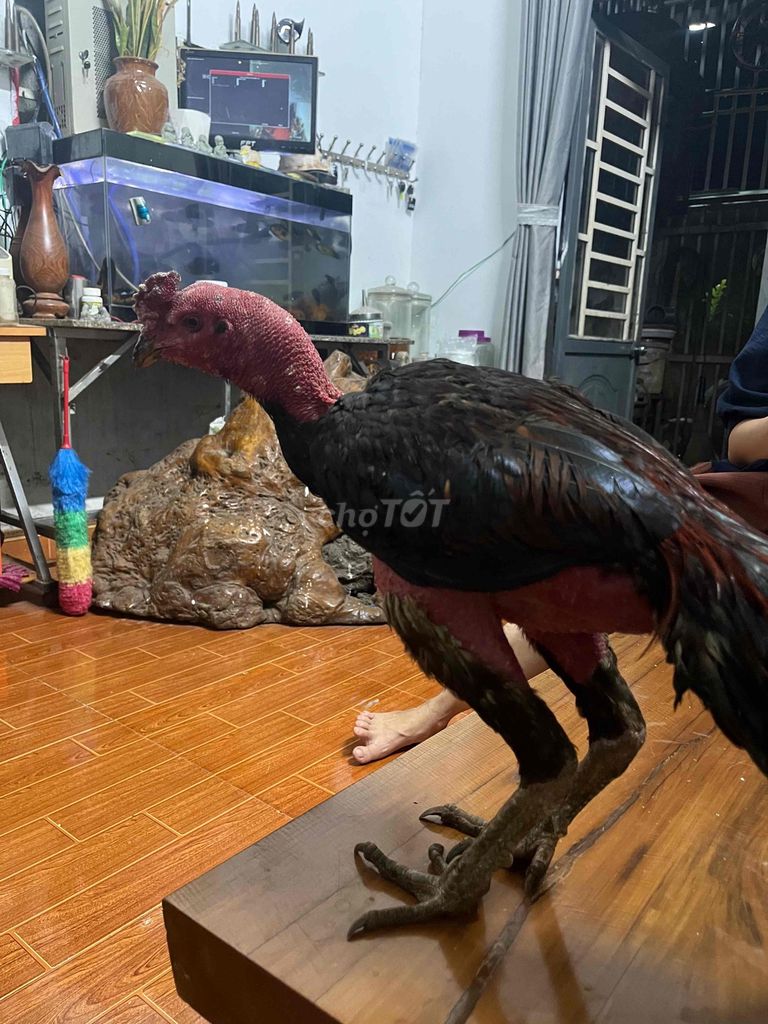 gà đá. Mua bán Gà tại Thành phố Buôn Ma Thuột Đắk Lắk được đăng bởi Phúc Lê hình 1